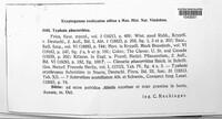 Typhula phacorrhiza image